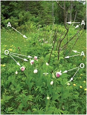 Multiple Fungi May Connect the Roots of an Orchid (Cypripedium reginae) and Ash (Fraxinus nigra) in Western Newfoundland